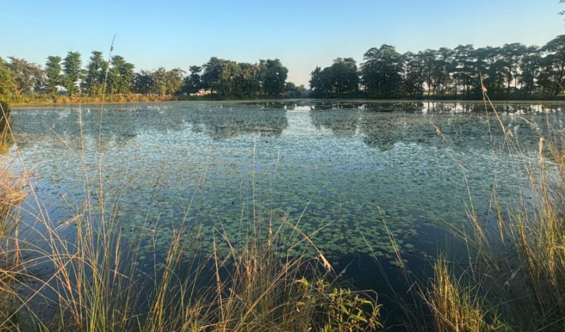 दमकमा भेटिएको चित्तललाई जामुनवारि सिमसारमा गरियो उद्धार